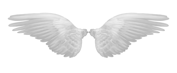 white wings of bird on transparent png