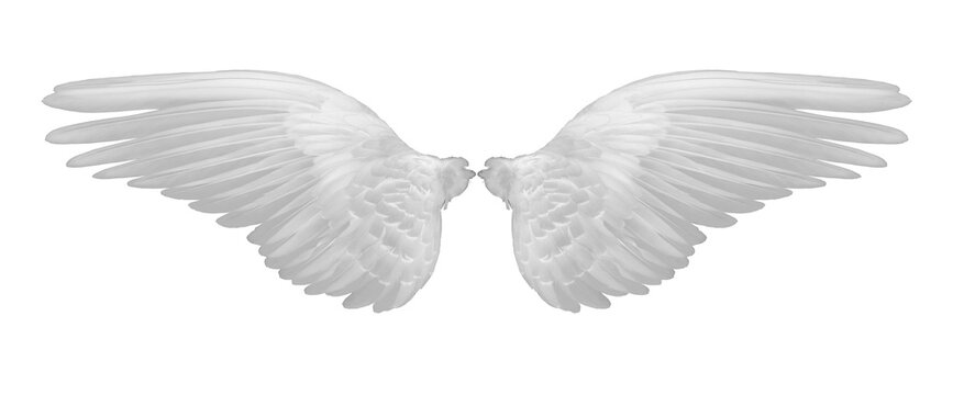 white wings of bird on transparent png