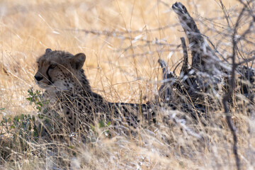 Telephoto show of a cheeta hiding in the bushes in Etosha National Park, Namibia.