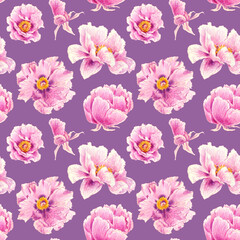 Seamless pattern of pink peonies hand drawn illustration. Hand painted floral elements. Botanical natural objects on lilac background.