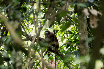 Die Wildnis von Borneo