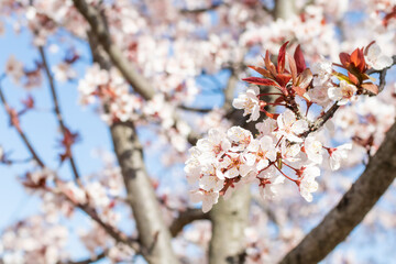 Cherry Plum flowers bloom in spring. warm sunshine - myrobalan plum, Prunus cerasifera 