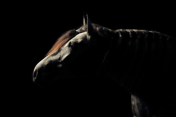 Pferd im Studio