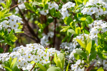 Meadowsweet flowers in full bloom in spring. warm sunshine