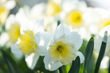 Spring flowers. Close up of daffodil flowers blooming in a garden