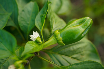 Chili flower and fresh green chilli on the plant. Natural pepper, macro, soft focus. Growing green...