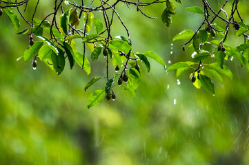 raining shower drop on leaf tree, close up of rainfall in jungle,Heavy Rain Falling on Tree Leaves in forest. droplets fixed on green leaves, Raining day in tropical forest. Raindrop in deep jungle.