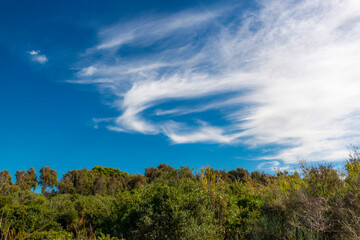 Obraz premium Ciel et forêt