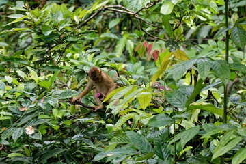 Die Wildnis von Borneo