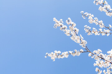 White cherry blossoms in full bloom. Blue sky, warm spring sunshine
