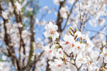 White cherry blossoms in full bloom. Blue sky, warm spring sunshine