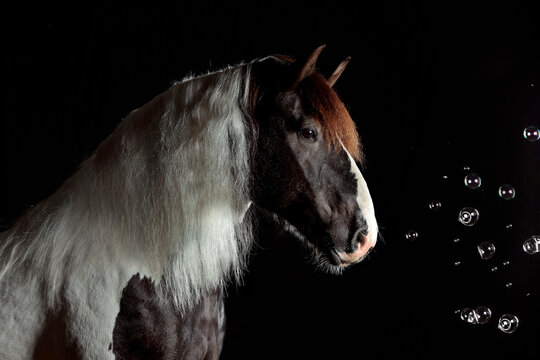 Pferd im Studio