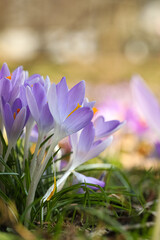 Beautiful crocus flowers growing outdoors, closeup view