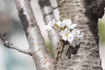 White cherry blossoms in full bloom. Warm spring sunshine