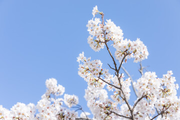 White cherry blossoms in full bloom. Blue sky, warm spring sunshine