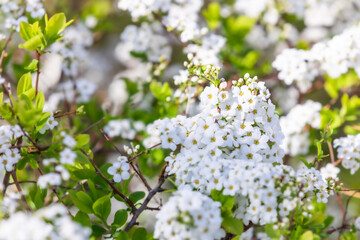 Meadowsweet flowers in full bloom in spring. warm sunshine