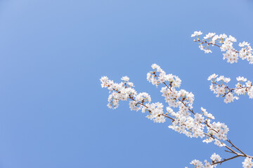 White cherry blossoms in full bloom. Blue sky, warm spring sunshine