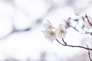White cherry blossoms in full bloom. Warm spring sunshine
