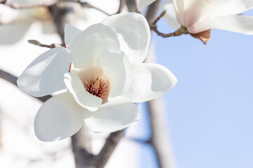 Fototapeta na wymiar White magnolia flowers in full bloom on a tree branch. warm spring sunshine