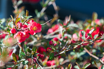 Red flowers in full bloom in spring. Chaenomeles speciosa, warm sunshine.
