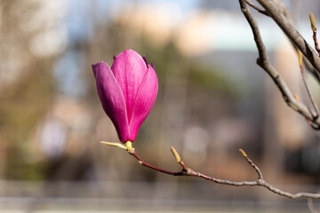 Purple magnolia flowers blooming on a branch.