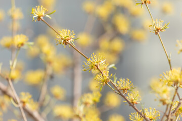 Cornelian flowers on a branch. warm spring sunshine.
