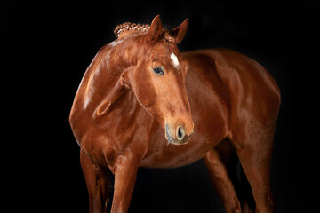 Obraz premium Pferd im Studio