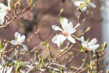 Star magnolia in full bloom on a branch. warm spring sunshine, Magnolia stellata