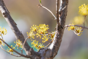 Cornelian flowers on a branch. warm spring sunshine.