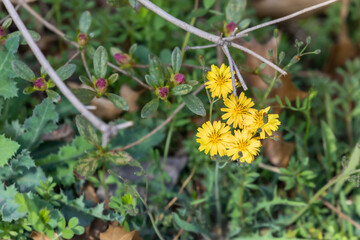 Ixeris chinensis found on the roadside. Yellow flowers.
