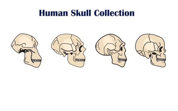 Evolution Of the human skull on a white background. vector illustration.