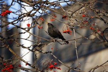 Blackbirds feasting on winter berries