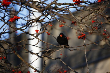 Blackbirds feasting on winter berries
