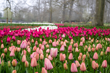 Field full of pink tulips