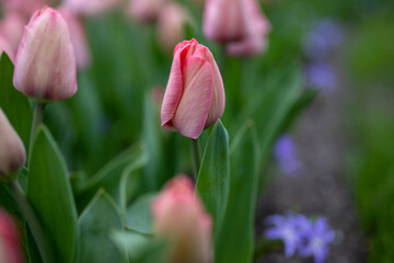Tulip in a field