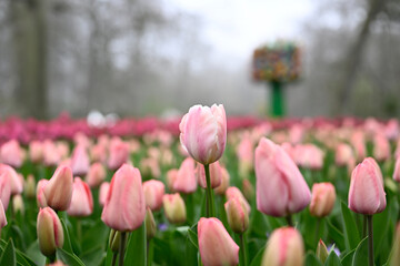Field full of pink tulips