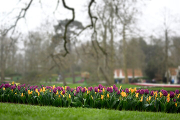 Beautiful field of orange and purple tulips