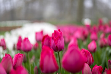 Fototapeta premium Field of pink tulips