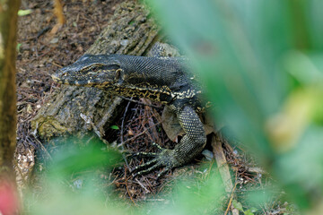 Die Wildnis von Borneo
