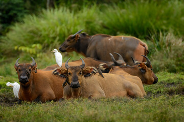 African forest buffalo (Syncerus caffer nanus), yellow-billed oxpecker (Buphagus africanus) and cattle egret (Bubulcus ibis). Lango Bai. Odzala-Kokoua National Park. Cuvette-Ouest. Republic of Congo.