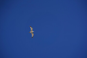 A seagull with open wings against the sky.