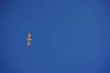 A seagull with open wings against the sky.