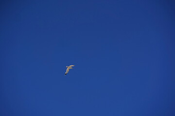 A seagull with open wings against the sky.