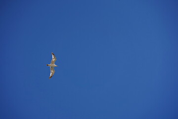 A seagull with open wings against the sky.