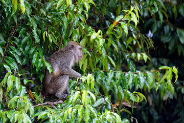 Die Wildnis von Borneo