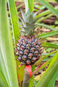 Closeup view of young pineapple fruit or ananas comosus growing in tropical garden, Thailand