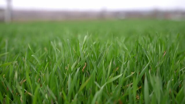 Close-up of green grass swaying in the wind in slow motion.