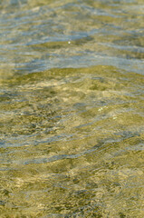selective focus, detail of crystal clear water on a beach in summertime