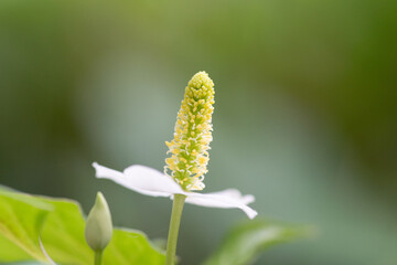 春の野草の白い花