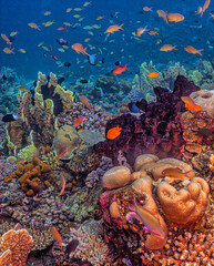 Coral reef South Pacific © John Anderson